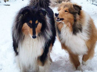 Pui collie rough (ciobanesc scotian) foto 3