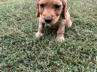 Cocker spaniel