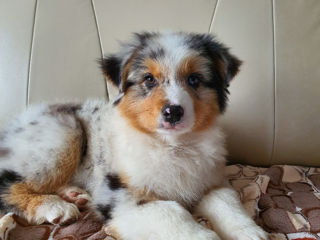 Австралийская Овчарка (Аусси) Australian Shepherd foto 2