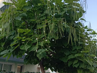 Catalpa foto 1