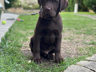 Labrador retriever pentru împerechere foto 2