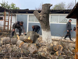 Servicii defrisari! Taiere copaci inalti! foto 1