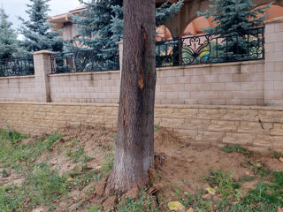 Paulownia-seminte,rasad,drajoni,butasi.. foto 8