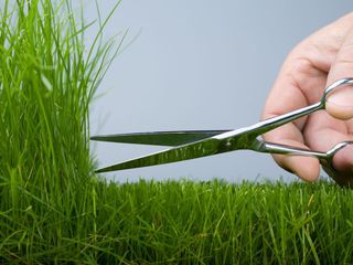 Голландская трава высшего качества! iarbă din оlanda de calitatea superioară! garantat 100% foto 7