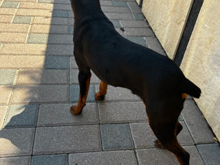 Zwergpinscher foto 5