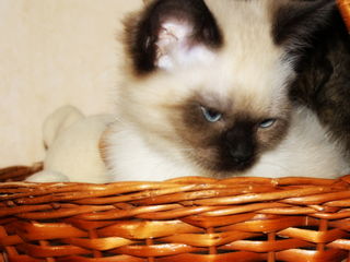 Маленький породистый котенок кошечка. foto 2