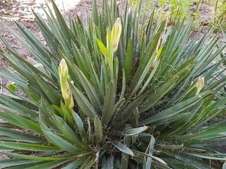 Floare Yucca foto 1