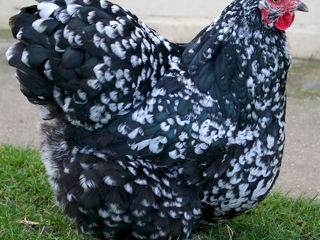 Продаю цыплят породы орпингтон / Boboci orpington foto 3