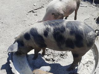 Porci de sacrificat, bio// pentru proțap ( vertel)