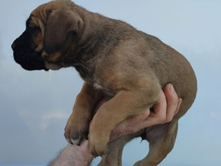Cane corso  foto 1