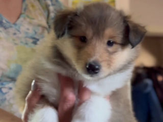 Pui collie rough (ciobanesc scotian) foto 2