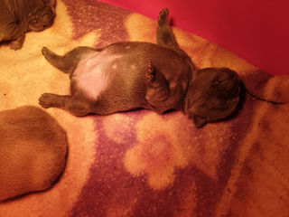 Buldog Francez  фото 2