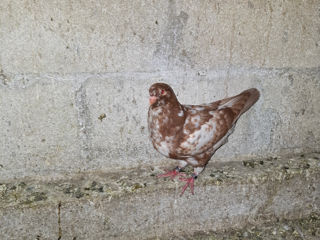 🕊️ Porumbei de rasă – King și Texani, talie mare 🕊️

 foto 2