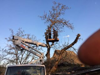 Curățim copaci  de înălțime mare cu mașini Autoturn și toate echipamentele necesare! foto 3