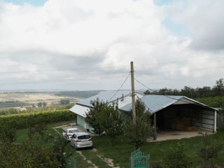 Vind teren agricol cu o suprafața generoasa de 7 hectare viță de vie .           Negociabil foto 5