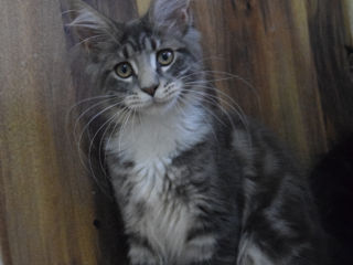 Main Coon foto 4