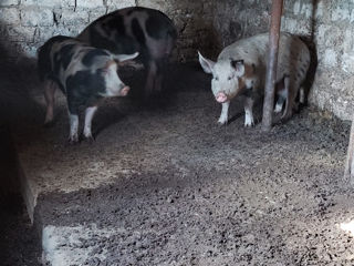 Porci de carne de casa 120-170 kg