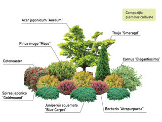 Compoziție de plante pentru amenajarea grădinii foto 2