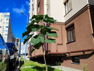 Butasi / Puieti / Drajoni - Paulownia Shang Tong