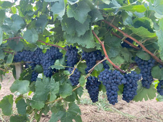 Struguri Cabernet,Merlot. foto 4