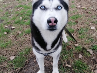 Husky la împerechere, вязка бесплатно foto 2