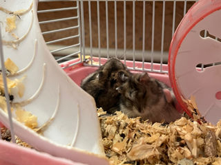 Hamsteri foto 4