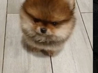 Super Mini Spitz's Pomeranian