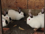 кролики  iepuri, мясо  carne 130 лей/кг foto 6