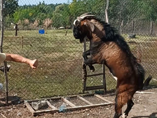 Vând capră și țap din tată și mamă de rasă Nubiană foto 2