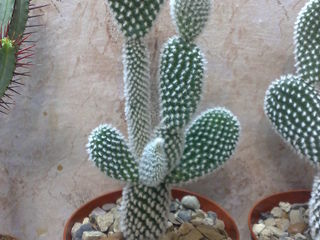 Cactusi / Кактусы. Цены от 50 лей. Доставка. foto 5