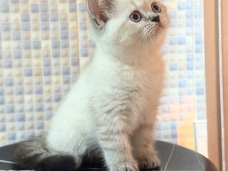 British shorthair lynx point female foto 4