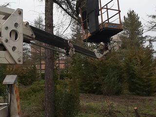 Taierea copacilor problematici, curatarea copacilor uscati. Curatarea Tuilor! foto 17