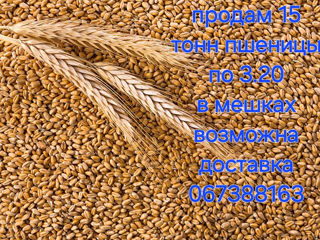 Продам пшеницу  15 тонн