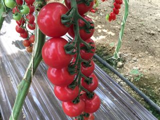 Semințe de tomate roz Sakata foto 9