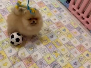 Micro Super mini(toi) Spitz's Pomeranian