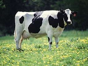 Cumpărăm bovine