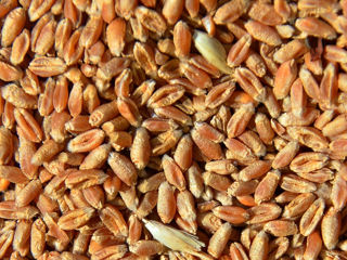 Пшеница в мешках с доставкой по Бельцам