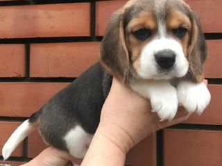 Клубные щенки Beagle  с доставкой  за границу и по Молдове! foto 1