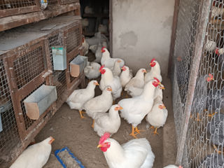 Vind ouă de găină rasa Plimutroc alb pentru incubare foto 3