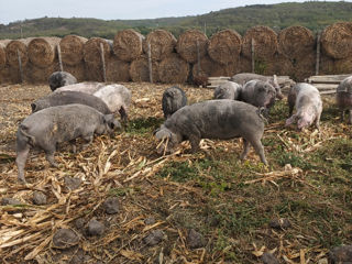 Avem spre vînzare porci mari și porci mici rasă de carne crescuți  natural foto 4