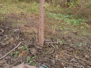 Paulownia Tomentosa foto 10