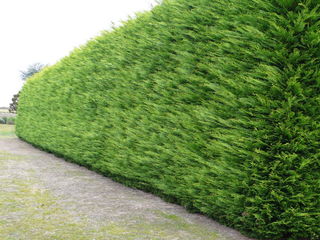 Лейландия купрессоципарис лейланда кипарисовик cupressocyparis leylandii pon pon thuja foto 1