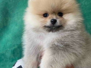 Pomeranian spitz foto 4