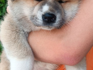 Akita  foto 5