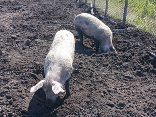 Vindem porci crescuți  în libertate cu ceriale naturale 100/150 kg