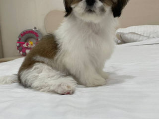 Câini Shih Tzu