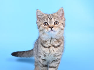 Pisoii british shorthair  -британские котята foto 8