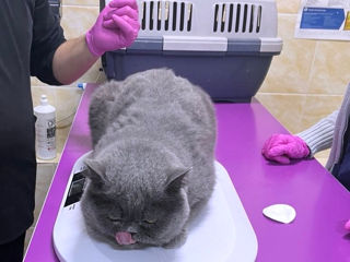 British Shorthair Blue Cat-Вязка с британцем foto 7