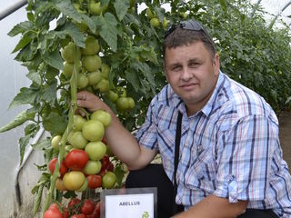 Seminte de legume profesionale din olanda si germania