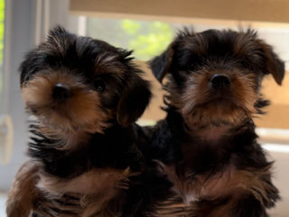 yorkshire terrier foto 2